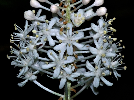 {Amianthium muscitoxicum}
